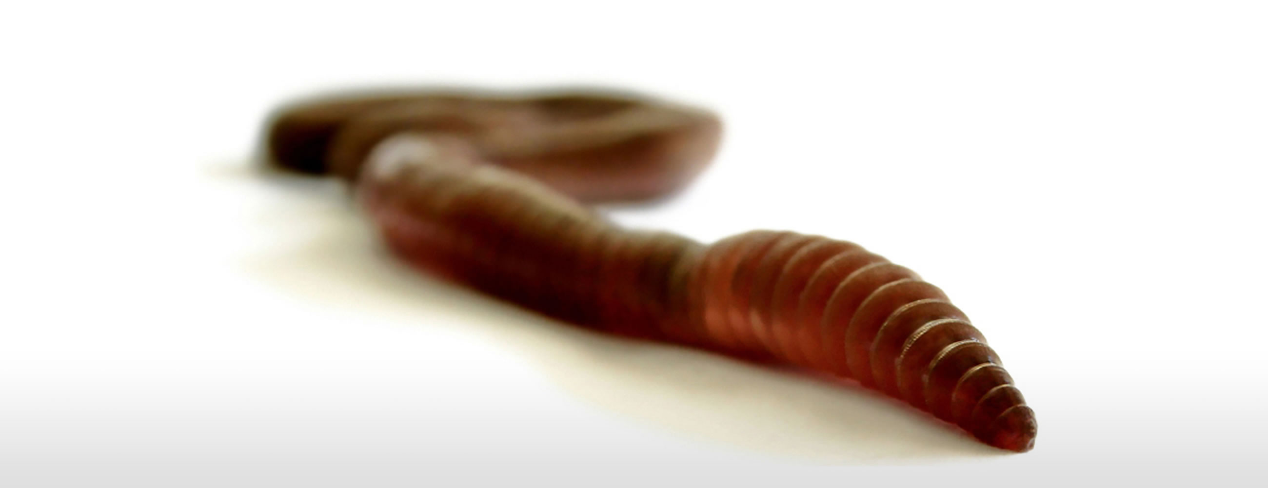 Toxicogenomics Earthworms